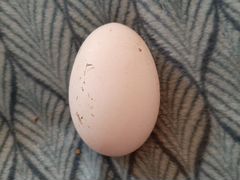 Яйца гусиные для инкубации