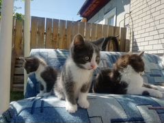 Четыре очаровательных котика ждут своего хозяина