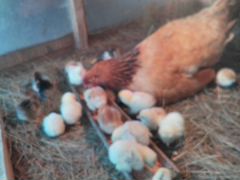 Клушка с подросшими цыплятами породы Брама