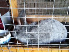 Кролик полтавское серебро