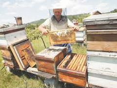 Улья для пчел
