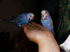 Волнистые попугаи,Чехи -От Заводчика