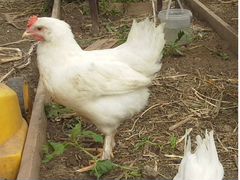 Цыплята брама, гудан, ломан белый (white)