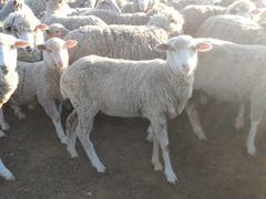 Годовалые овцы
