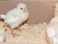 Цыплята леггорна долматинца и белого
