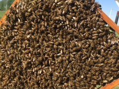 Пчёлы (с ульями)