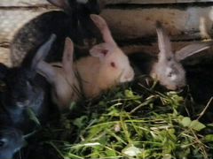Кролики 7 месяцев