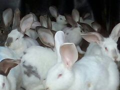 Кролики пять месяцев самки на племя