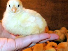 Цыплята бройлерные кобб-500 (из импортного яйца)