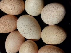 Инкубационное яйцо индейки "Белая широкогрудая"