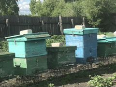 Пчёлы, улей, улики, пчелосемья
