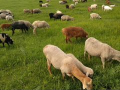 Овцы и Ягнята.+ овечая шерсть