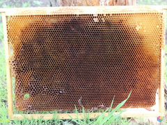 Продам Сушь и рамки для пчеловодства
