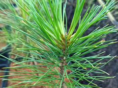 Саженцы кедра сибирского Pinus Sibirica зкс