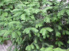 Тис - вечнозеленое хвойное дерево (кустарники)