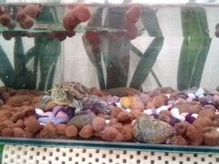 Черепашка с аквариумом