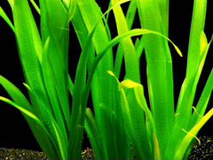 Валлиснерия гигантская аквариумное растение