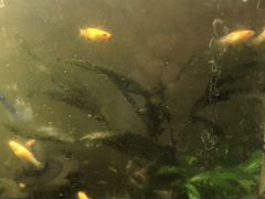 Рыба молинезии
