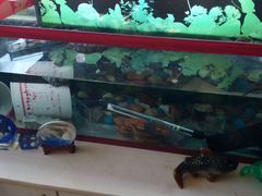 Водяная черепаха с аквариумом