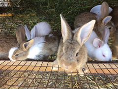 Кролики 1-3 месяца