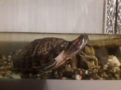 Черепаха-красноухая