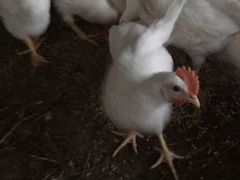 Цыплята (молодые петушки)