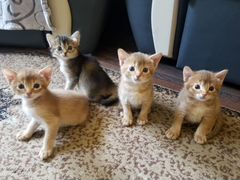 Продам аббисинских котят