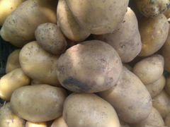 Молодой картофель сорта Импала