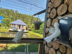 Луганские белые голуби