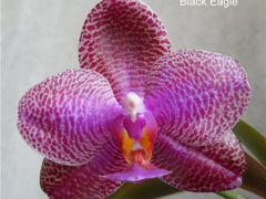 Орхидея Фаленопсис Black Centra