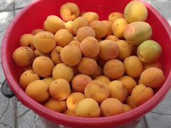 Домашние абрикосы
