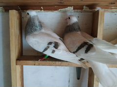 Пермские голуби