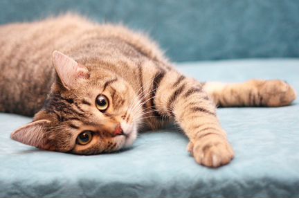 Передержка котов и кошек в домашних условиях