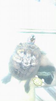 Красноухая водяная черепаха