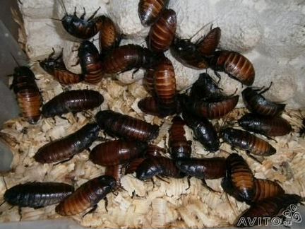 Мадагаскарские шипящие тараканы бесплатно всю коро