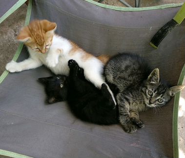 3 кота с матом. Catys-a01.