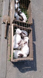 Продам кроликов на племя