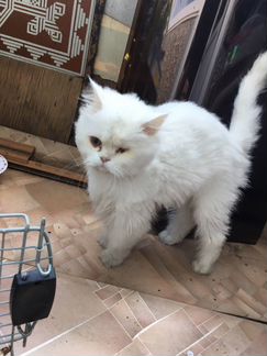 Персидский котёнок, найден во дворе Ленина 20а