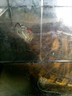 Черепаха вместе с аквариумом