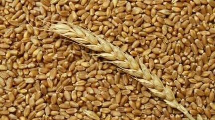 Пшеница или ячмень на выбор