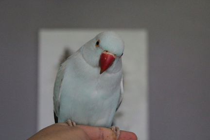 Ручной ожереловый попугай вместе с клеткой 7 месяц
