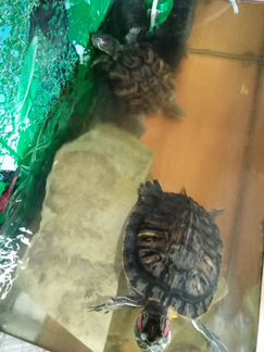 Продам двух краснаухих черепах