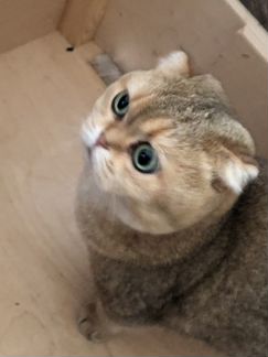 Продам тикиранскую вислоухую кошку (золотая шиншил
