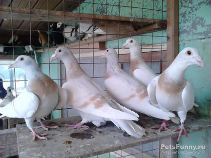 Продам голубей разной породы