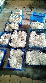 Продажа готового бизнеса по производству грибов