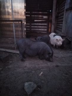 Вьетнамский свиньи
