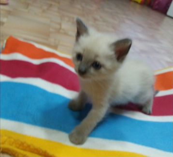 Тайский котенок, мальчик, родился 15 августа, мать