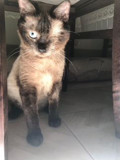 Тайский котик Сёма ищет любящую семью