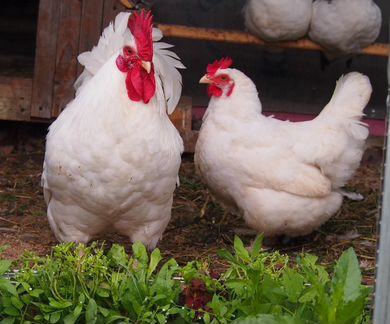 Породистые цыплята и инкубационное яйцо