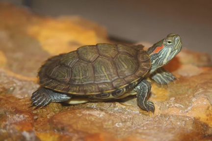 Черепаха красноухая водянвя